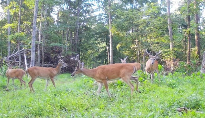 Future Trophy Bucks